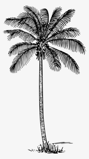 Coconut Palm Clip Art - Coconut Tree Outline