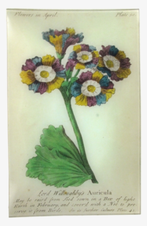 Auricula - Art Print: Vision Studio's Non-embellished Vintage