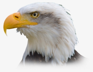 Pc Matic Made In The Usa - United States Eagle Transparent