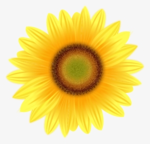 Sunflower Transparent Png Pictures - Yellow Flower White Background