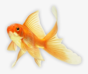 Plug In Digital - Fish Goldfish