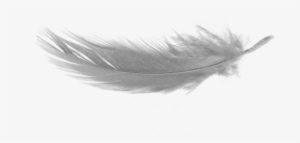 Free Png White Feather Download Png No Background Png - Nobuo Uematsu / Distant Worlds Ii: More Music