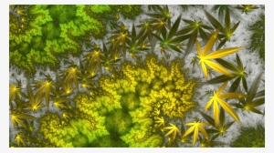 Why Do Marijuana Leaves Turn Yellow - Bud Leaves Turning Yellow