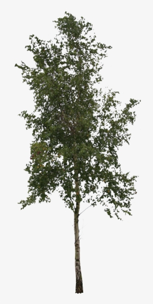 2d Trees