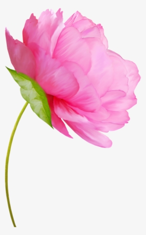 Tubes Fleurs - Сухой Цветок В Пнг