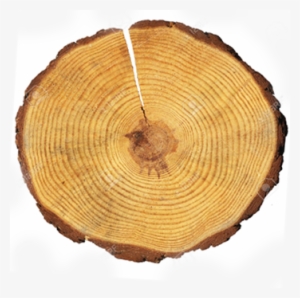 Export Solutions - Wooden Circle