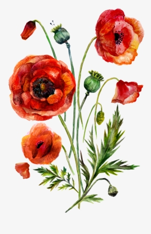 Watercolor Painting Common Poppy Illustration