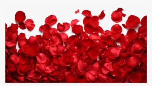 Png Imges Free Download - Roses Petals Png Transparent