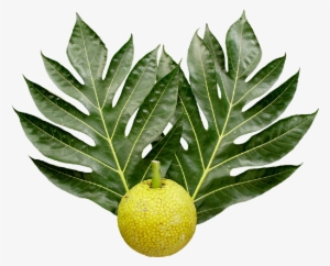 Breadfruit And Leaves Png - Breadfruit Tree Leaf