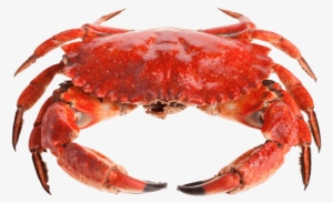 Free Png Crab Png Images Transparent - Crab Png