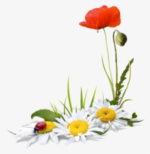 A Transparent Of Flowers And Ladybugs Free - Flores Fundo Transparente