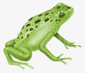 Grenouilles,frogs,tube - Blue Poison Dart Frog