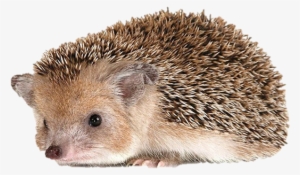 Hedgehog Png - Даурский Еж