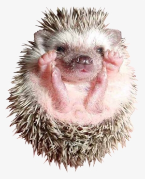 Baby Hedgehog Png