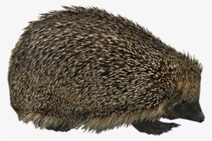 Hedgehog Png - Zt2 Hendrix