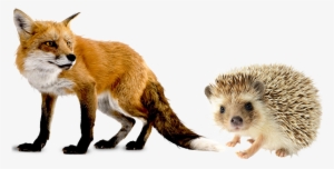 Published February 16, 2017 At 600 × 430 In - Hedgehog And Fox