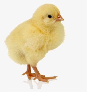 Baby Chicken Png - Pollo Con Fondo Png