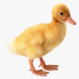 Ducks Png