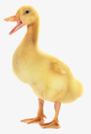 Transparent Background Image