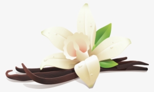 Illustration Of Vanilla Flower And Three Vanilla Beans - Vanilla Png