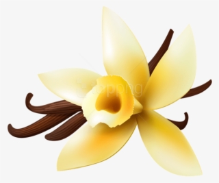 Clip Transparent Download Collection Of Png High Quality - Transparent Background Vanilla Clipart