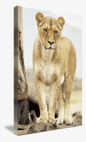 Drawing Of A Lioness By Andre Price Png Transparent