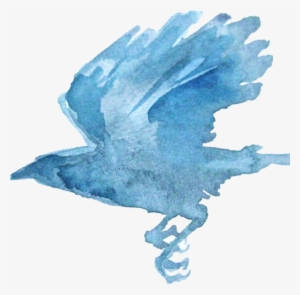 Melanie Mascarenhas - Blue-footed Booby