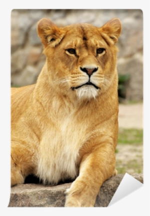 Tableau Lana La Lionne