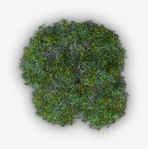 782k Tree Jrl4b 06 Feb 2009 - Insect Repellent