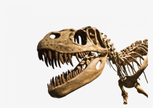 Trex