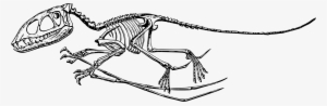 Dorygnathus Dimorphodon Fossil Pterodactyl Dinosaur - Dimorphodon