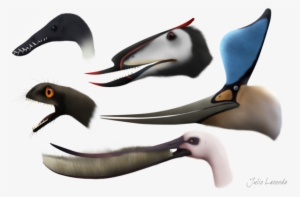 Rhamphorhynchus, Dsungaripterus, Anurognathus, Pterodaustro - Pterosaur Beak