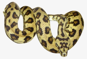 Serpent - Png Serpent