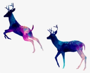 Amazing And Inspiring Images - Facebook Cover Photo Deer