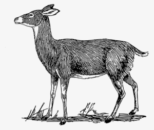 Doe Animal Clip Art - Doe Drawing Side View