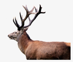 Hirsch Red Deer Antler Isolated Transparen - Deer