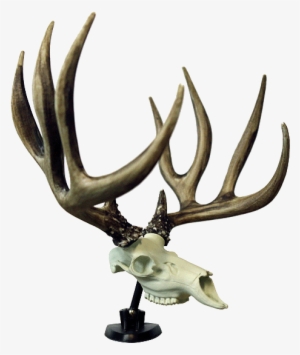 Dash-buck - Reindeer