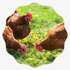 Chickens-0 - Raise Poultry: Producing Fresh Eggs