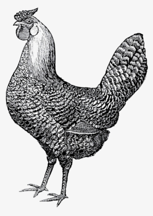 Love Chickens Pillow Case