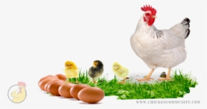 Sussex Chickens Originally Developed In England At - Memory Into Memoir: An Anthology