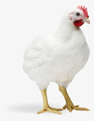 Cobb500 - Broiler Chiicken