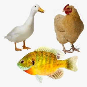 Ducks And Chickens - Chicken Png
