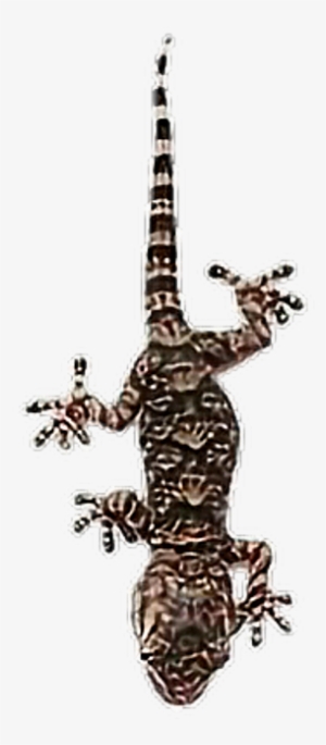 Aesthetic Png Polyvore Lizard Gecko Brown Warm - Picsart Photo Studio