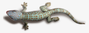 Geckos Transparent Png - Php. Praktyczne Projekty. Włodzimierz Gajda