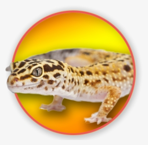 Common Leopard Gecko