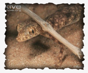 Gulf Short-fingered Gecko