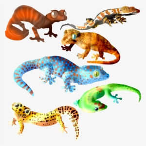 Transparent Gecko Translucent Png Free - Gargoyle Gecko Art
