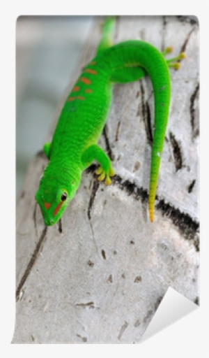 Carolina Anole