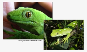 Gecko Conservation - Carolina Anole