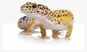 Easy To Use - Leopard Gecko